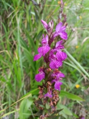 Dactylorhiza elata