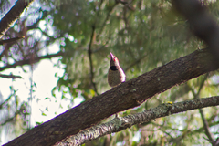 Colaptes auratus mexicanoides
