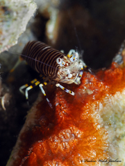 Gnathophyllum americanum