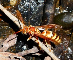 Polistes dorsalis californicus
