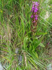 Dactylorhiza elata