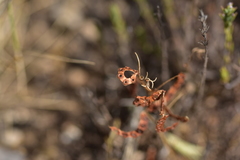 Hippocrepis ciliata