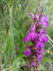 Dactylorhiza elata