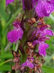 Dactylorhiza elata
