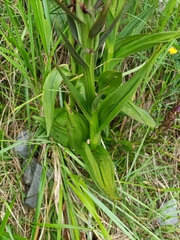 Dactylorhiza elata