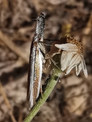Pleurota aristella