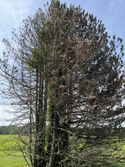 Pinus heldreichii