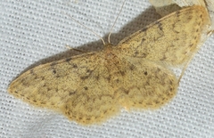 Idaea blaesii