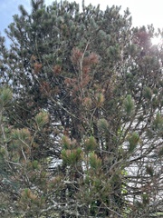 Pinus heldreichii