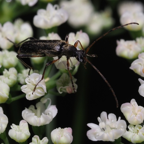Rudaūsis Karnadiris nuotrauka