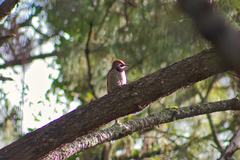 Colaptes auratus mexicanoides
