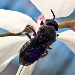 Stelis punctulatissima