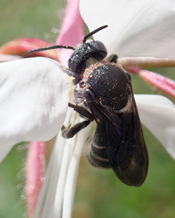 Stelis punctulatissima