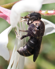 Stelis punctulatissima