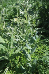 Conringia orientalis