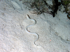 Myrichthys breviceps