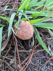Aureoboletus russellii