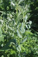 Conringia orientalis