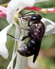 Stelis punctulatissima
