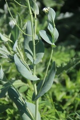 Conringia orientalis