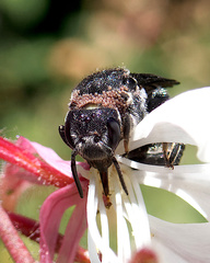 Stelis punctulatissima