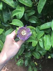 Passiflora laurifolia