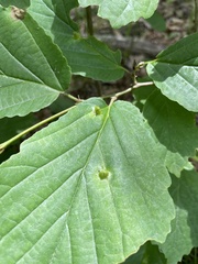 Hormaphis hamamelidis