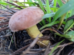 Aureoboletus russellii