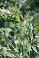 Conringia orientalis