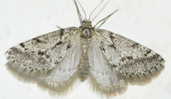 Eumannia oranaria