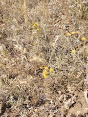Tanacetum achilleifolium