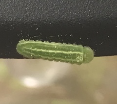 Lithophane antennata