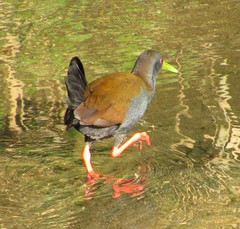 Pardirallus nigricans