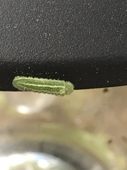 Lithophane antennata