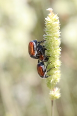 Anisoplia austriaca