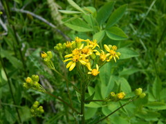 Senecio hydrophiloides