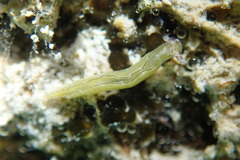 Elysia subornata