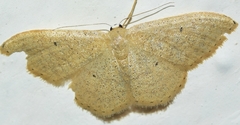 Idaea sardoniata