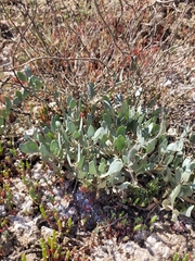 Atriplex verrucifera