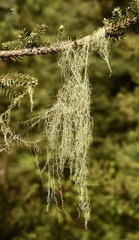 Usnea cavernosa