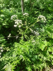 Anthriscus sylvestris