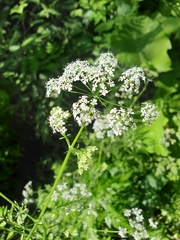 Anthriscus sylvestris