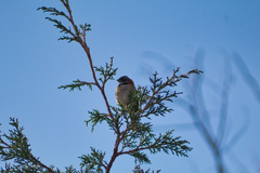 Zonotrichia capensis