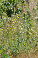 Hieracium scouleri