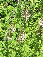 Teucrium canadense canadense
