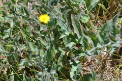 Hieracium scouleri