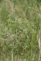 Trinia leiogona