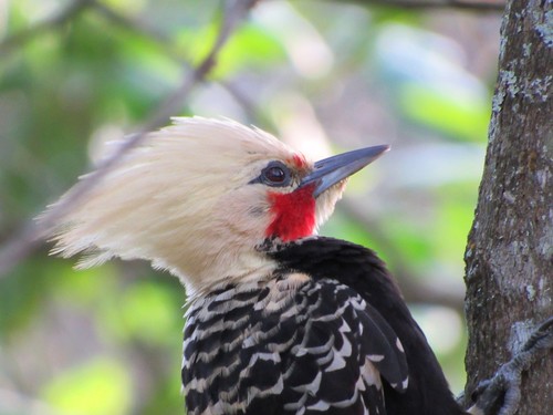 Blond-crested Woodpecker