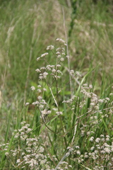 Trinia leiogona
