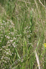 Trinia leiogona
